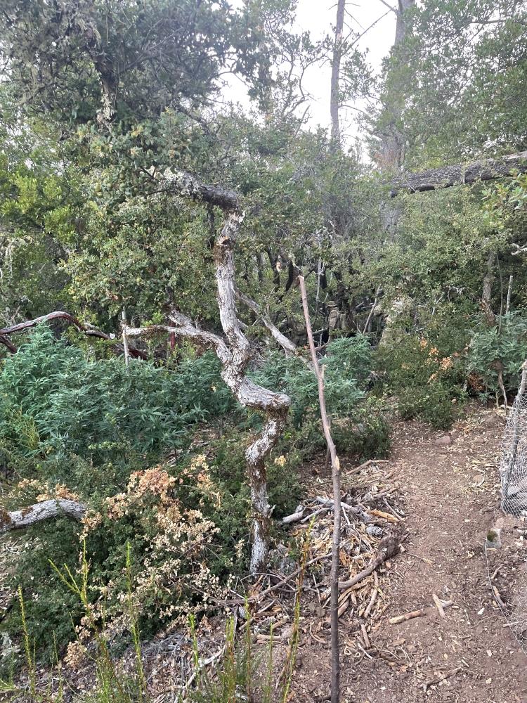 MET officers walking through an illegal cannabis grow site in Santa Cruz County